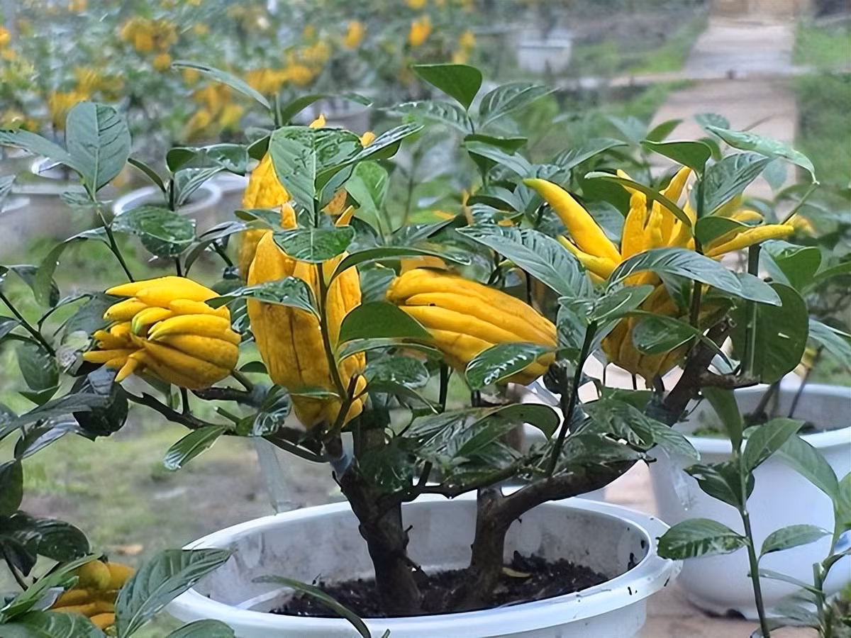 2. Cây Phật thủ – Tay Phật che chở, trồng là sinh lộc: Quả Phật thủ vàng óng, thơm nhẹ như chanh sả, mang hình dáng bàn tay Phật đang che chở. Đây là loại cây dễ trồng chậu, hợp để ở ban công, nơi có nhiều ánh sáng.