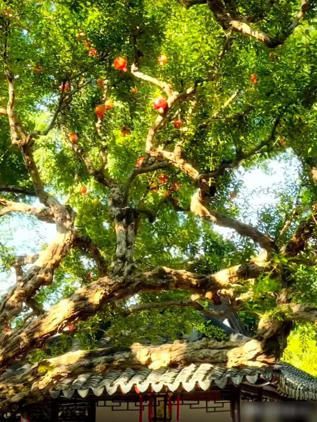 Hoa lựu rực rỡ, biểu tượng mùa hè: Hoa lựu đỏ rực hình phễu, nở đơn hoặc thành chùm, khoe sắc bền bỉ suốt nhiều tuần. Mỗi khi hoa nở, khu vườn bừng sáng như có lửa hạ.