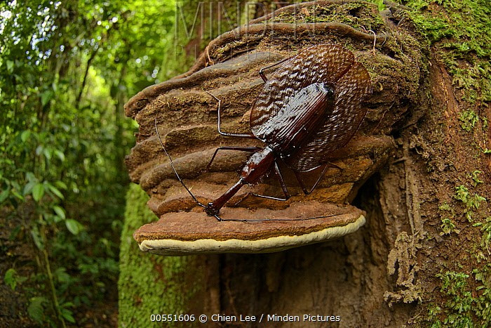 Khả năng bay rất hạn chế. Mặc dù có cánh, bọ vĩ cầm hiếm khi bay và chủ yếu di chuyển bằng cách bò chậm rãi. Đôi cánh dẹt của chúng thiên về bảo vệ và thích nghi không gian hẹp hơn là bay lượn. Ảnh: mindenpictures.com.