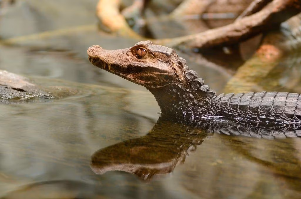  “Chiến binh tí hon” cần được bảo vệ. Dù chưa bị liệt vào danh sách nguy cấp, cá sấu lùn xạ hương đang bị đe dọa bởi nạn phá rừng và ô nhiễm nguồn nước. Việc bảo tồn sinh cảnh tự nhiên là yếu tố sống còn để duy trì quần thể loài này. Ảnh: Pinterest.