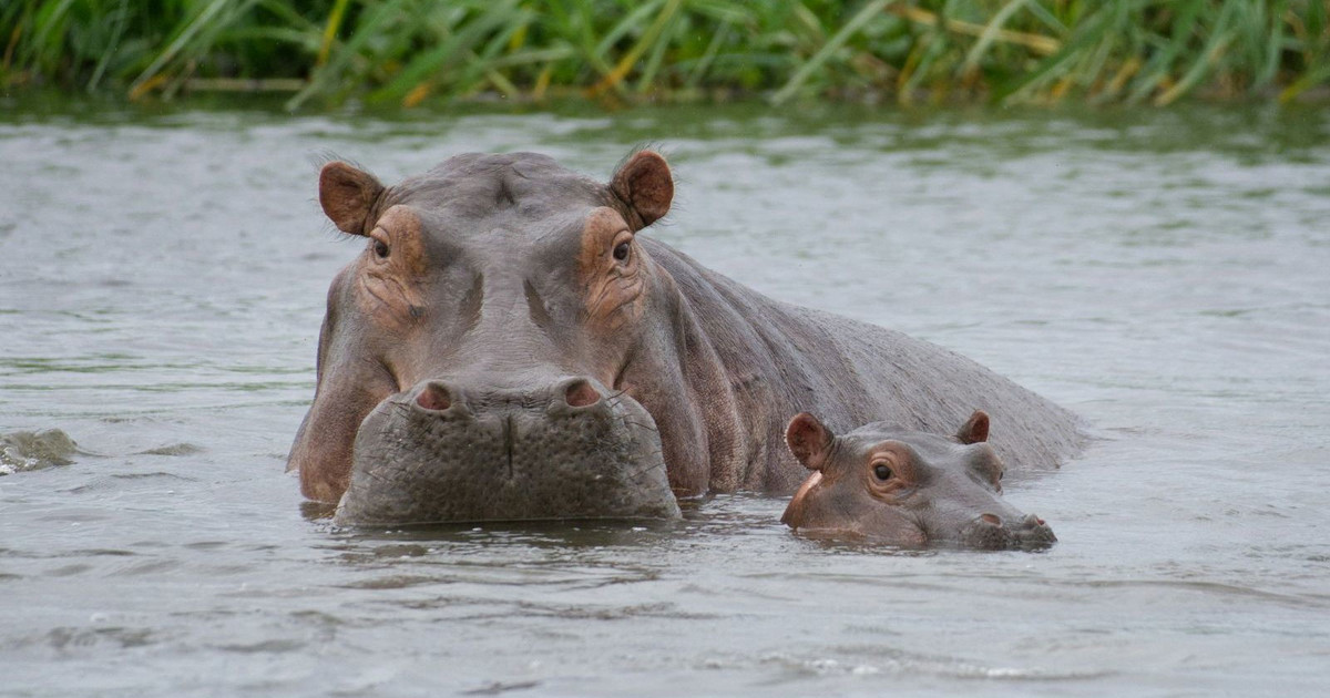 Quần thể hà mã lớn nhất Nam Phi. Hàng nghìn cá thể hà mã sinh sống trong hệ thống hồ và đầm phá của công viên, trở thành biểu tượng sinh học gắn liền với hình ảnh iSimangaliso. Ảnh: springnest.com.
