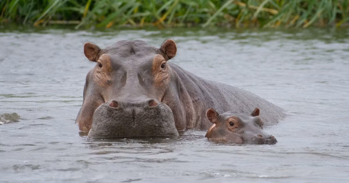 Quần thể hà mã lớn nhất Nam Phi. Hàng nghìn cá thể hà mã sinh sống trong hệ thống hồ và đầm phá của công viên, trở thành biểu tượng sinh học gắn liền với hình ảnh iSimangaliso. Ảnh: springnest.com.