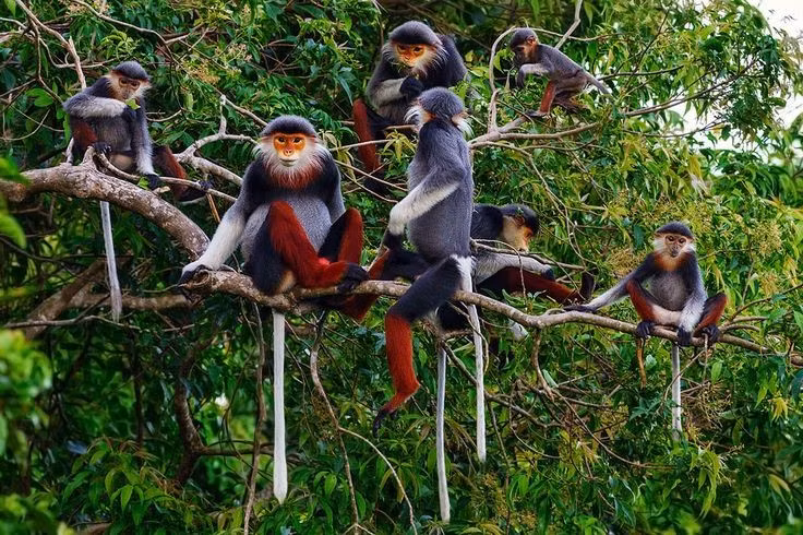  1. Có bộ lông sặc sỡ bậc nhất trong các loài linh trưởng. Chà vá chân đỏ sở hữu bộ lông với sự kết hợp hài hòa giữa đỏ, trắng, xám, đen và vàng cam – khiến chúng trông như đang mặc một bộ “trang phục truyền thống” tinh xảo. Ảnh: Pinterest.