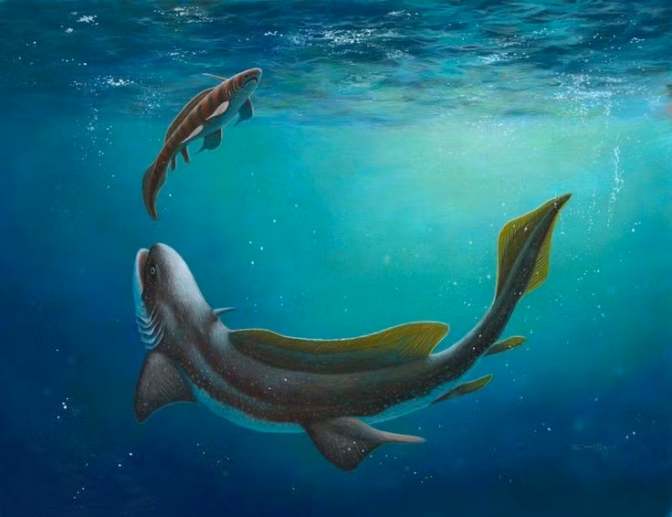  Là loài cá mập nước ngọt cổ xưa. Xenacanthus sinh sống trong sông, hồ thay vì biển như các loài cá mập ngày nay. Ảnh: Pinterest.