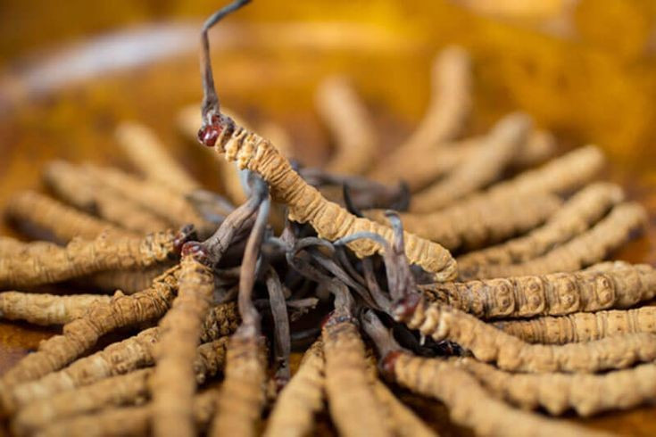  Từng được xem là dược liệu dành cho hoàng gia. Trong y học cổ truyền Trung Hoa và Tây Tạng, đông trùng hạ thảo được dùng từ nhiều thế kỷ trước để bồi bổ sức khỏe, tăng sinh lực và hỗ trợ hô hấp. Vì hiếm và khó khai thác, nó từng được xem là dược liệu quý hiếm chỉ giới quý tộc hoặc hoàng gia mới có điều kiện sử dụng. Ảnh: Pinterest.