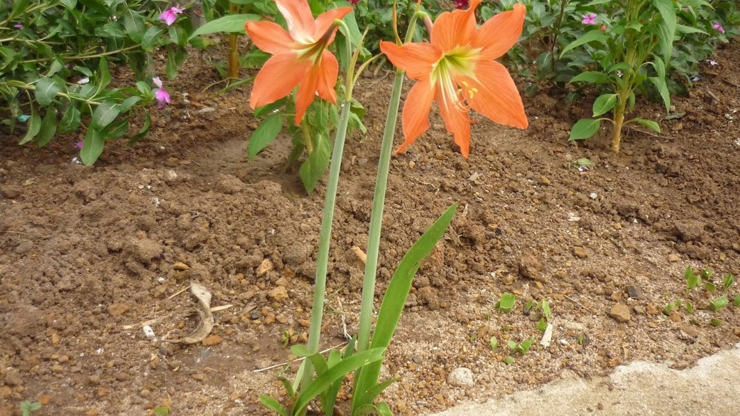 Tuy nhiên, muốn ăn bát canh hoa hiên thì phải chờ vào dịp giữa hè mới có thể mua được