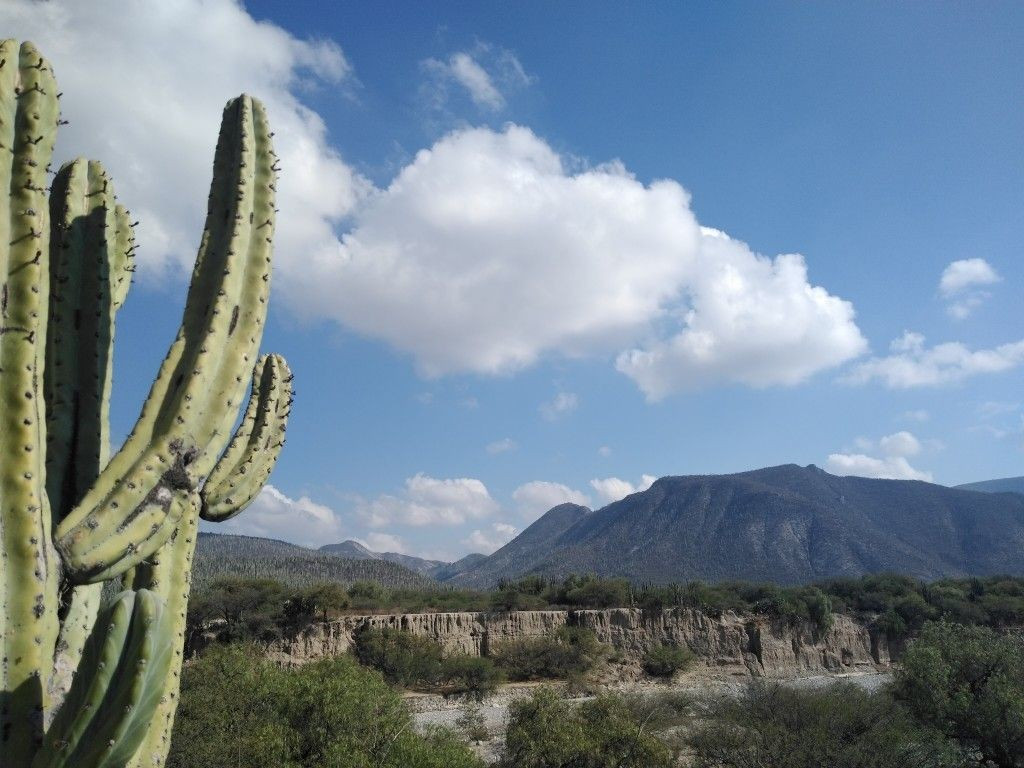  Là một trong những vùng sa mạc đa dạng sinh học nhất thế giới. Dù có khí hậu khô hạn, Tehuacán–Cuicatlán lại sở hữu mức độ đa dạng sinh học cực cao, đặc biệt là các loài thực vật thích nghi với hạn hán. Ảnh: Pinterest.