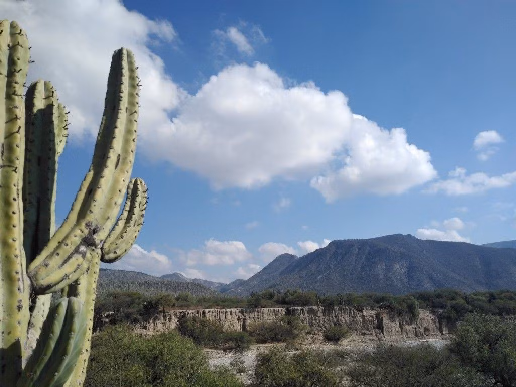  Là một trong những vùng sa mạc đa dạng sinh học nhất thế giới. Dù có khí hậu khô hạn, Tehuacán–Cuicatlán lại sở hữu mức độ đa dạng sinh học cực cao, đặc biệt là các loài thực vật thích nghi với hạn hán. Ảnh: Pinterest.