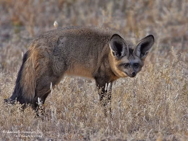  8. Vai trò quan trọng trong hệ sinh thái. Với việc tiêu thụ lượng lớn côn trùng, chúng giúp cân bằng quần thể và bảo vệ thảm thực vật. Ảnh: Pinterest.