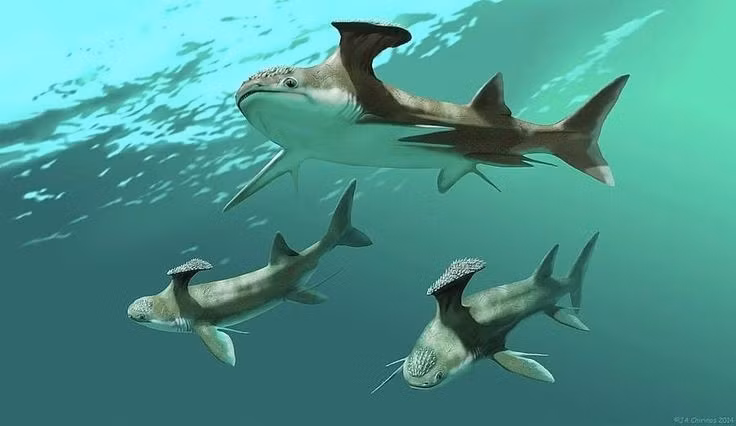  Hình dáng khác thường khi bơi. Vây lưng phẳng khiến nó trông rất kỳ quái trong lúc bơi, có thể giúp xua đuổi kẻ thù hoặc làm đối thủ bối rối. Ảnh: Pinterest.