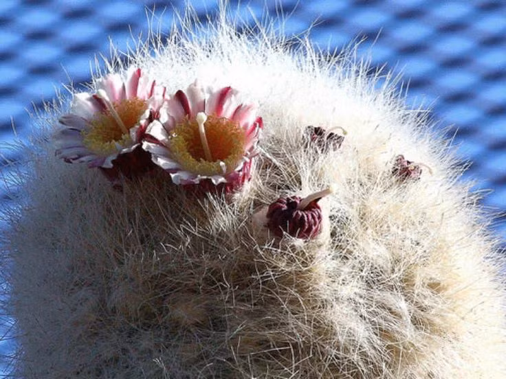  Xương rồng bạch đầu ông hiếm khi nở hoa. Hoa của chúng chỉ xuất hiện khi cây trưởng thành, thường vào ban đêm với màu hồng nhạt hoặc vàng kem. Ảnh: Pinterest.