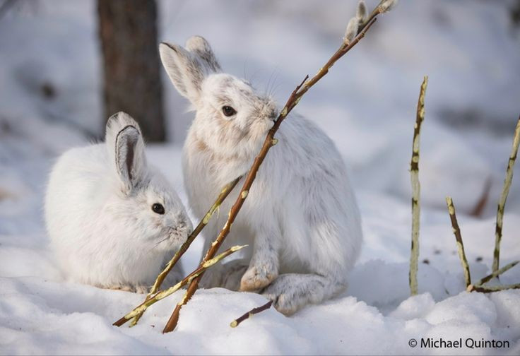  Thường tụ tập thành nhóm lớn vào mùa đông. Không giống nhiều loài thỏ sống đơn lẻ, thỏ Bắc Cực đôi khi tụ tập thành đàn hàng chục cá thể trong mùa đông. Việc ở gần nhau giúp chúng giảm tác động của gió lạnh và tăng khả năng phát hiện kẻ săn mồi trong môi trường trống trải. Ảnh: Pinterest.