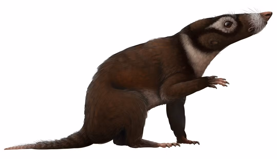  Đẻ trứng thay vì sinh con. Giống thú mỏ vịt ngày nay, Morganucodon vẫn sinh sản bằng trứng. Ảnh: tumblr.com.