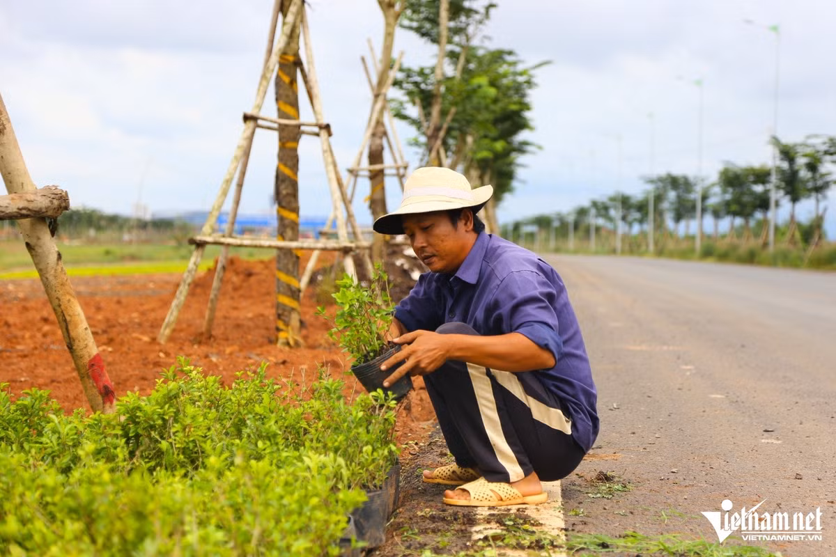 Anh Minh Quân, công nhân trồng cây xanh dọc tuyến T1 cho biết, anh rất vui khi được góp sức tạo mảng xanh cho “cửa ngõ” sân bay Long Thành. Theo anh Quân, các cây được trồng phải đồng bộ, vừa đẹp mắt, vừa đảm bảo an toàn giao thông.