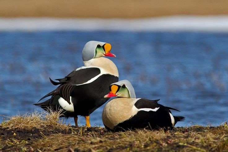  Thức ăn ưa thích là sò, ốc và động vật giáp xác. Nhờ đôi chân khỏe và khả năng lặn sâu, chúng săn mồi rất hiệu quả. Ảnh: Pinterest.