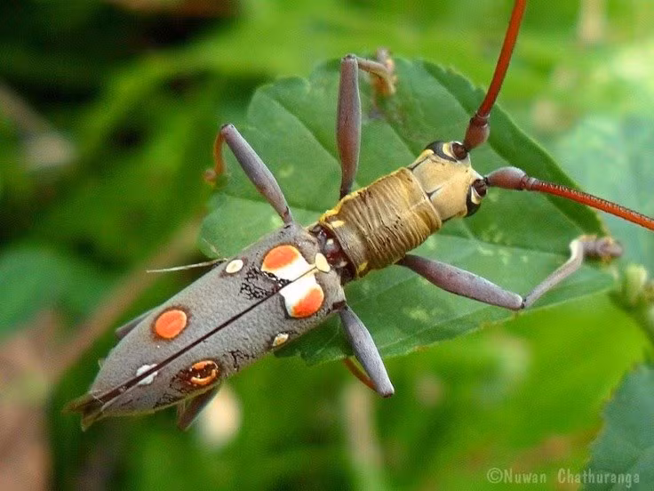  4. Màu sắc phong phú và đôi khi rất sặc sỡ. Nhiều loài xén tóc có lớp vỏ cánh óng ánh kim loại, vằn vện hoặc mang hoa văn bắt mắt, khiến chúng trở thành đối tượng sưu tầm phổ biến của nhiều người. Ảnh: Pinterest.