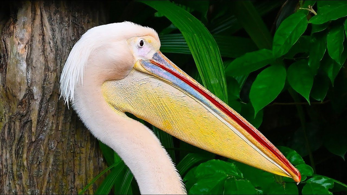  Biểu tượng văn hóa và tôn giáo lâu đời. Trong nhiều nền văn hóa, bồ nông gắn với hình ảnh hy sinh và nuôi dưỡng. Ở châu Âu thời trung cổ, chúng từng được xem là biểu tượng của lòng vị tha và tình mẫu tử, xuất hiện trong nghệ thuật và huy hiệu. Ảnh: Pinterest.