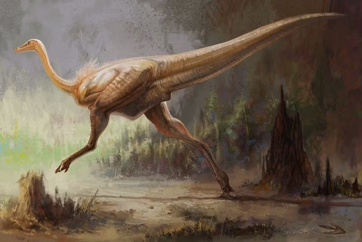  Tên gọi nghĩa là “bắt chước gà”. Gallimimus có nghĩa là “kẻ bắt chước gà” trong tiếng Latin, do cấu trúc xương và dáng đi hai chân gợi liên tưởng đến chim hiện đại, đặc biệt là gà và đà điểu. Ảnh: Pinterest.