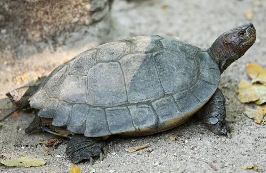  4. Chế độ ăn tạp giàu thực vật. Rùa đất lớn ăn nhiều loại thực phẩm như trái cây rụng, lá cây, côn trùng, động vật không xương sống nhỏ và thậm chí cả xác chết, cho thấy khả năng thích nghi cao. Ảnh: khaokheow.zoothailand.org.