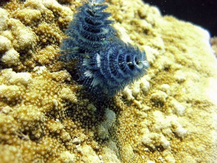  Là loài giun nhiều tơ sống cố định. Spirobanchus giganteus thuộc nhóm giun nhiều tơ (Polychaeta), sống cố định trong ống vôi cứng bám chặt vào san hô hoặc đá ngầm. Ảnh: Pinterest.