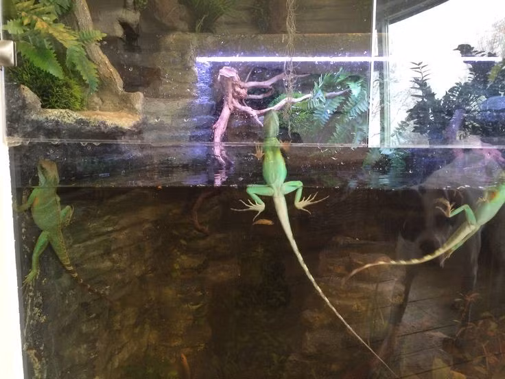  Chế độ ăn linh hoạt. Rồng đất là loài ăn tạp thiên về động vật, bao gồm côn trùng, ếch nhái nhỏ, cá và đôi khi cả trái cây. Trong điều kiện nuôi nhốt, chúng cần khẩu phần đa dạng để duy trì sức khỏe và màu sắc tươi sáng. Ảnh: Pinterest.