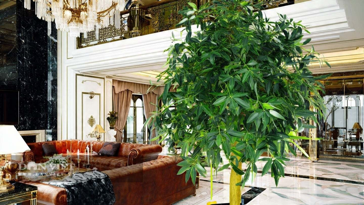  Bình an: Cây bình an hay còn gọi là cây hòa bình là loại cây cảnh trong nhà rất được ưa chuộng trong cuộc sống hằng ngày. Cây cảnh bình an thực chất là cây quế (tên khoa học là Cinnamomum cassia), thuộc chi Cinnamomum trong họ Long não (Lauraceae).