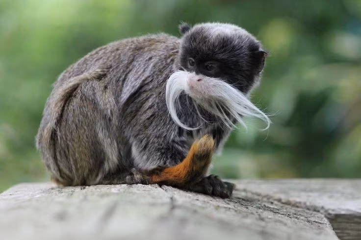  Chế độ ăn đa dạng và linh hoạt. Chúng ăn trái cây, côn trùng, nhựa cây, hoa và đôi khi là trứng chim, cho phép loài khỉ này thích nghi tốt với sự thay đổi nguồn thức ăn theo mùa. Ảnh: Pinterest.