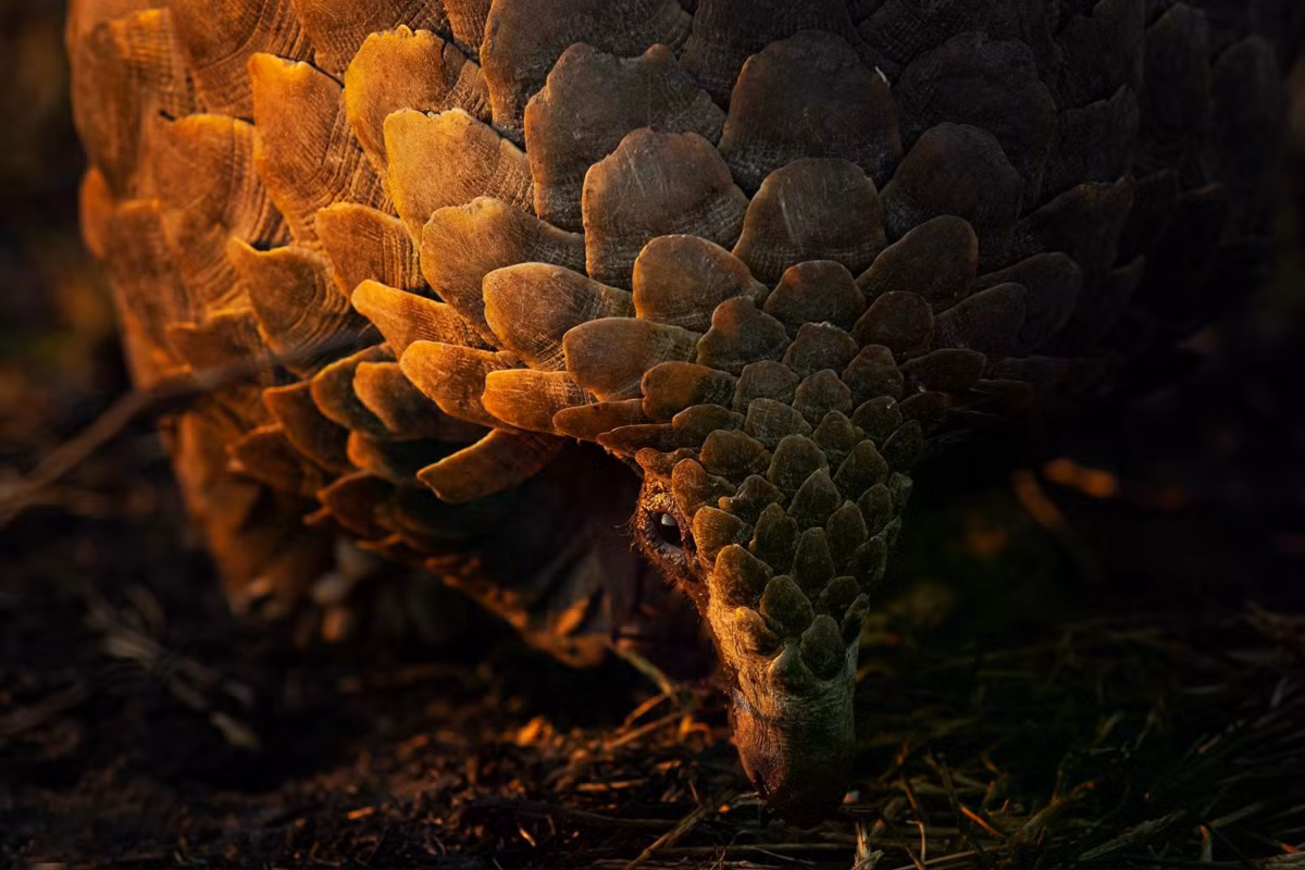 Ánh hoàng hôn mùa đông rực rỡ soi rọi tia hy vọng sống mong manh của tê tê - loài động vật có vú bị buôn bán nhiều nhất trên hành tinh. Ảnh được chụp tại Khu bảo tồn động vật hoang dã Manyeleti, Greater Kruger, Nam Phi. Ảnh: Armand Grobler/Remembering Wildlife.