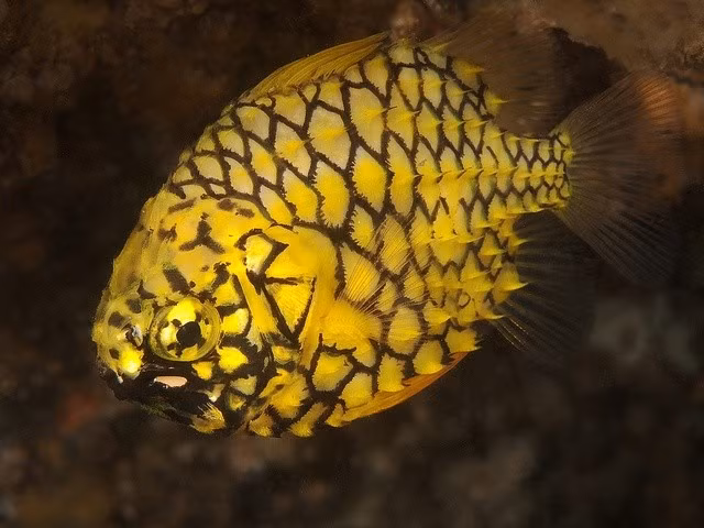 Được xem là một trong những loài cá hiếm nhất thế giới. Cá quả dứa rất hiếm khi được ghi nhận, chủ yếu sống ở vùng biển sâu ngoài khơi miền nam Australia, khiến mỗi lần xuất hiện đều gây chú ý lớn. Ảnh: Pinterest.