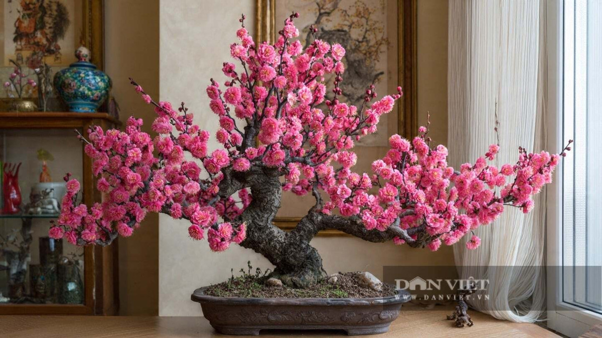 Năm phước lành trên có thể nói bao hàm mọi sự an khang thịnh vượng trong cuộc sống nên rất nhiều người xưa thích cây mai. Mơ mai dễ trồng và chịu được bóng râm, nên rất thích hợp để đặt ở ban công hoặc những góc râm mát trong phòng khách.