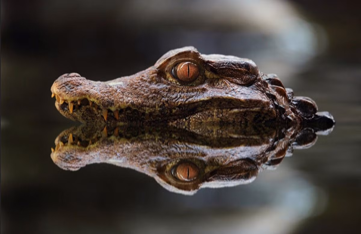  Vảy siêu cứng. Da của cá sấu lùn được bao phủ bởi lớp vảy dày và rắn chắc đến mức mũi giáo của thổ dân Amazon cũng khó xuyên thủng, giúp nó chống lại thú săn mồi và thương tổn cơ học. Ảnh: Pinterest.