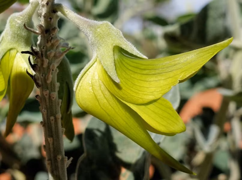 Hoa chim xanh thuộc họ đậu, cùng họ với đậu gà và cỏ linh lăng. Điểm đặc biệt khiến loài hoa này nổi bật chính là hình dáng của nó, trông giống như những chú chim nhỏ xòe cánh bay lượn. Hoa mọc thành từng bụi um tùm, với cánh hoa lớn trông giống như cánh chim xòe ra, tạo nên hình ảnh lạ mắt và cuốn hút.