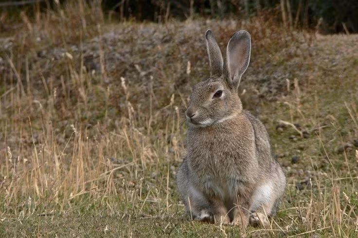  Răng thỏ không ngừng mọc suốt đời. Răng của chúng dài ra liên tục, nên thỏ phải gặm cỏ hoặc cành cây để mài mòn tự nhiên. Ảnh: Pinterest.