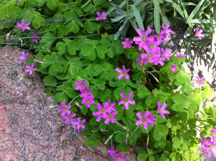  Chi thực vật đa dạng trên toàn cầu. Chi chua me đất (Oxalis) gồm hơn 550 loài khác nhau, phân bố rộng khắp các châu lục, từ vùng nhiệt đới ẩm đến khu vực ôn đới mát mẻ. Sự đa dạng này khiến Oxalis trở thành một trong những chi thực vật thành công nhất thế giới. Ảnh: Pinterest.