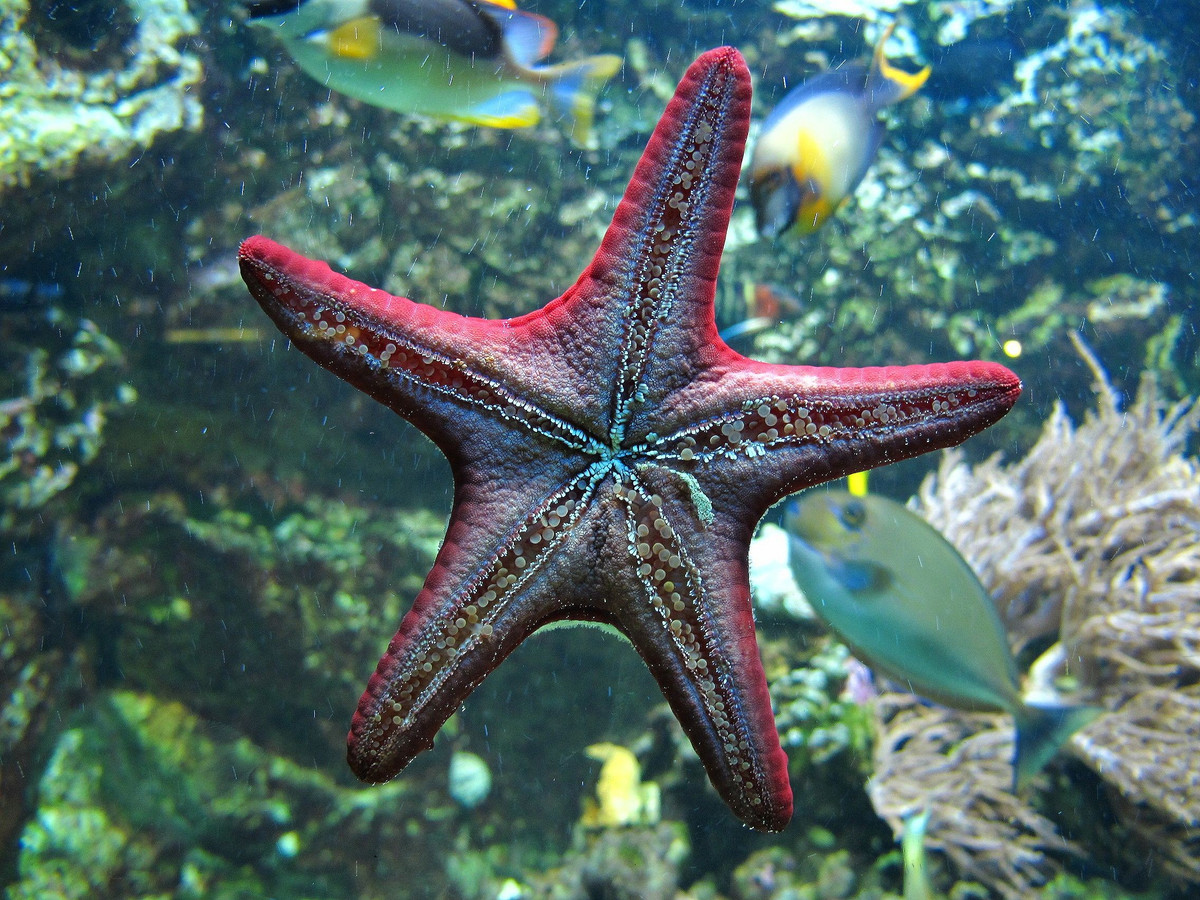  Ăn bằng cách lộn dạ dày ra ngoài. Sao biển có thể đẩy dạ dày ra khỏi cơ thể để tiêu hóa con mồi ngay bên ngoài, một cơ chế ăn uống rất độc đáo. Ảnh: Pinterest.