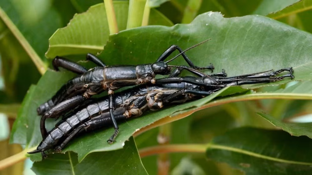  Là nơi sinh sống của loài côn trùng “que khổng lồ”. Một loài bọ que khổng lồ từng được cho là tuyệt chủng đã được tìm thấy lại ở đây năm 2001. Ảnh: zoopraha.cz.