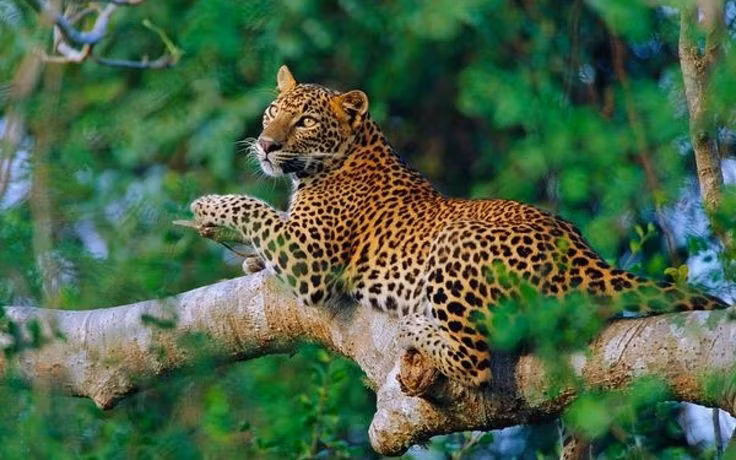  2. Chúng có khả năng leo trèo xuất sắc. Báo hoa mai có thể leo cây rất giỏi và thường mang con mồi lên cành cao để tránh kẻ săn mồi khác cướp mất thức ăn. Ảnh: Pinterest.