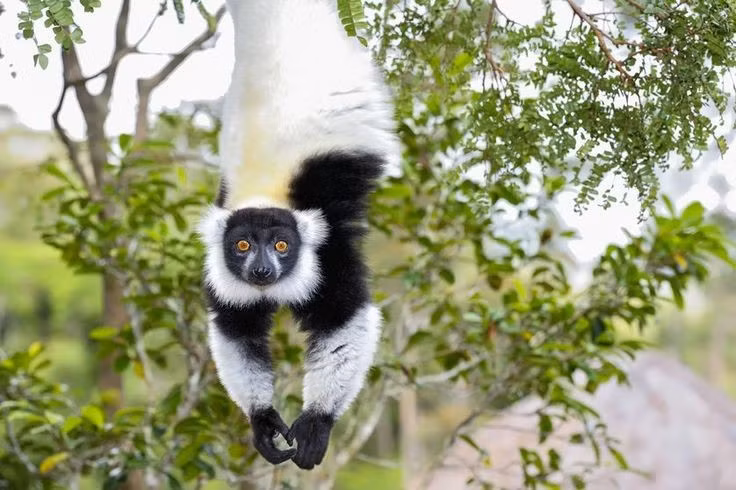 Sống chủ yếu trên tán cây cao. Vượn cáo cổ khoang đen trắng hiếm khi xuống đất; chúng dành phần lớn thời gian di chuyển, nghỉ ngơi và kiếm ăn trên các tầng tán cây cao của rừng mưa nhiệt đới. Với chiếc đuôi dài giúp giữ thăng bằng, chúng có thể nhảy xa giữa các cành cây một cách rất linh hoạt. Ảnh: Pinterest.
