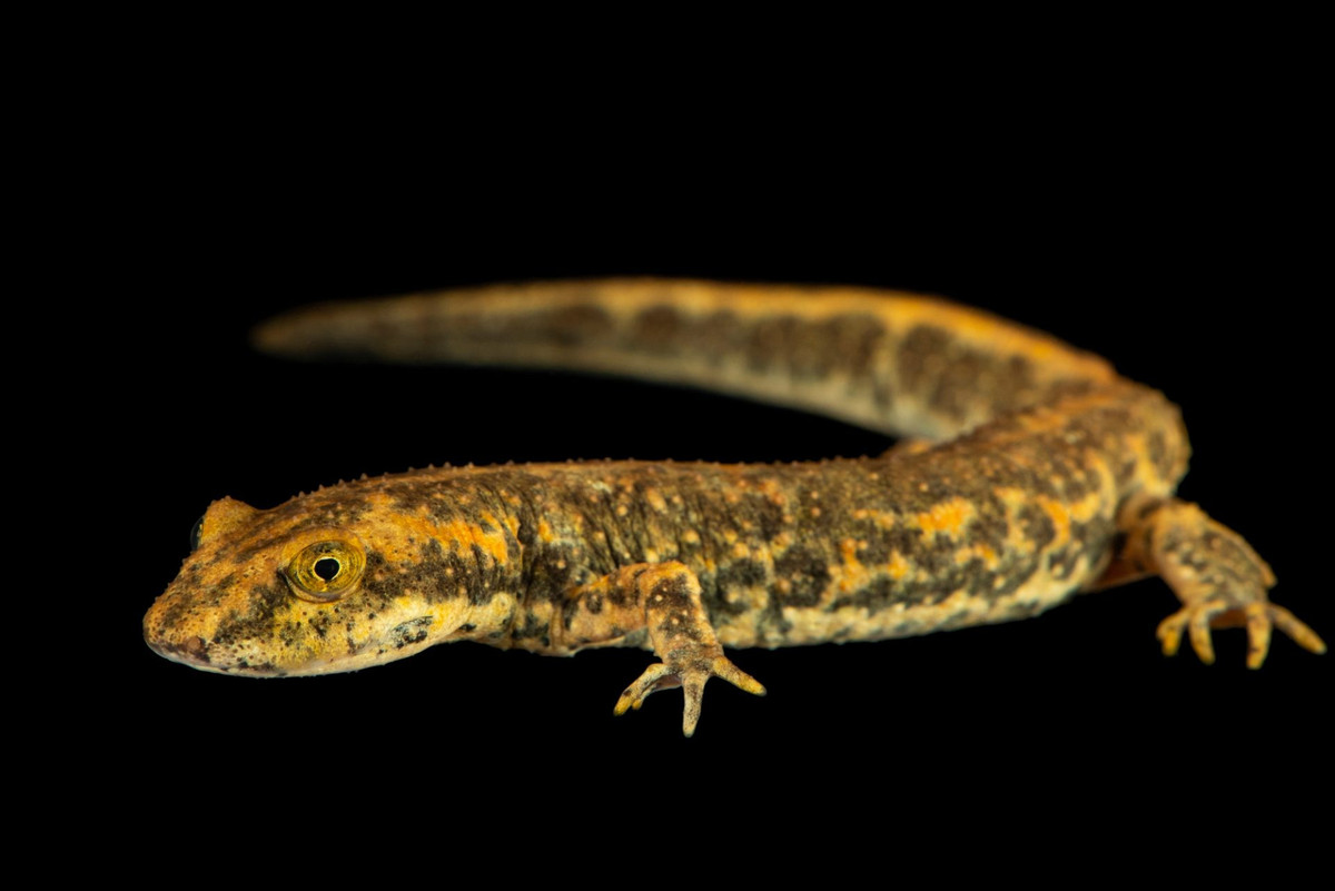  Được xem là chỉ thị sinh thái. Sự hiện diện của cá cóc suối Sardinia phản ánh hệ sinh thái nước ngọt còn nguyên vẹn. Ảnh: joelsartore.com.