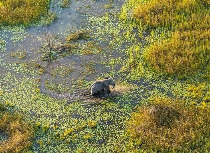  Được UNESCO công nhận Di sản Thế giới. Năm 2014, đồng bằng sông Okavango được UNESCO ghi danh nhờ giá trị sinh thái độc đáo toàn cầu. Ảnh: Pinterest.