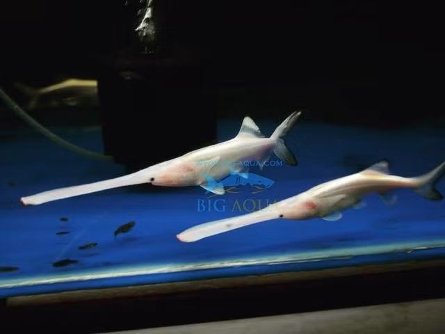  Đây là một trong hai loài cá tầm thìa còn tồn tại trên thế giới. Hiện nay chỉ có hai loài cá tầm thìa được biết đến: cá tầm thìa Mỹ và cá tầm thìa Trung Quốc. Tuy nhiên, loài ở Trung Quốc đã suy giảm nghiêm trọng và có thể đã tuyệt chủng trong tự nhiên, khiến cá tầm thìa Mỹ trở thành đại diện quan trọng của dòng cá cổ đại này. Ảnh: Pinterest.