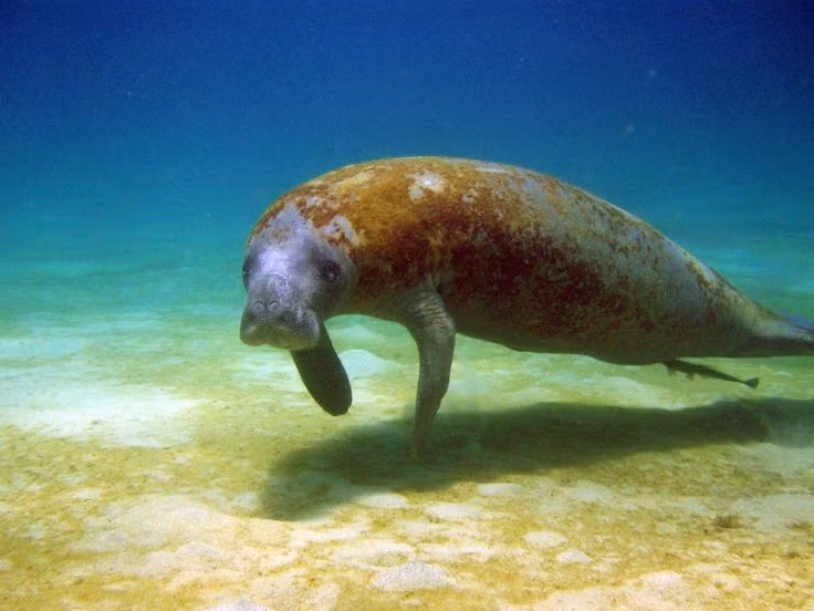  Không có kẻ thù tự nhiên. Chúng hiếm khi bị săn bởi động vật khác, nhưng thường gặp nguy hiểm do va chạm với tàu thuyền. Ảnh: Pinterest.