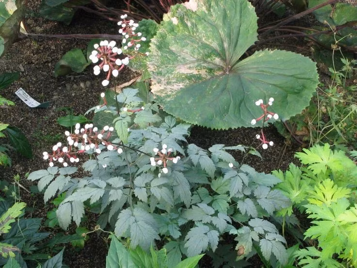  Phân bố chủ yếu ở Bắc Mỹ. Cây mắt búp bê mọc tự nhiên tại các khu rừng ẩm và râm mát ở miền đông Bắc Mỹ, đặc biệt tại Canada và Hoa Kỳ. Chúng ưa đất giàu mùn và môi trường ít ánh nắng trực tiếp. Ảnh: Pinterest.