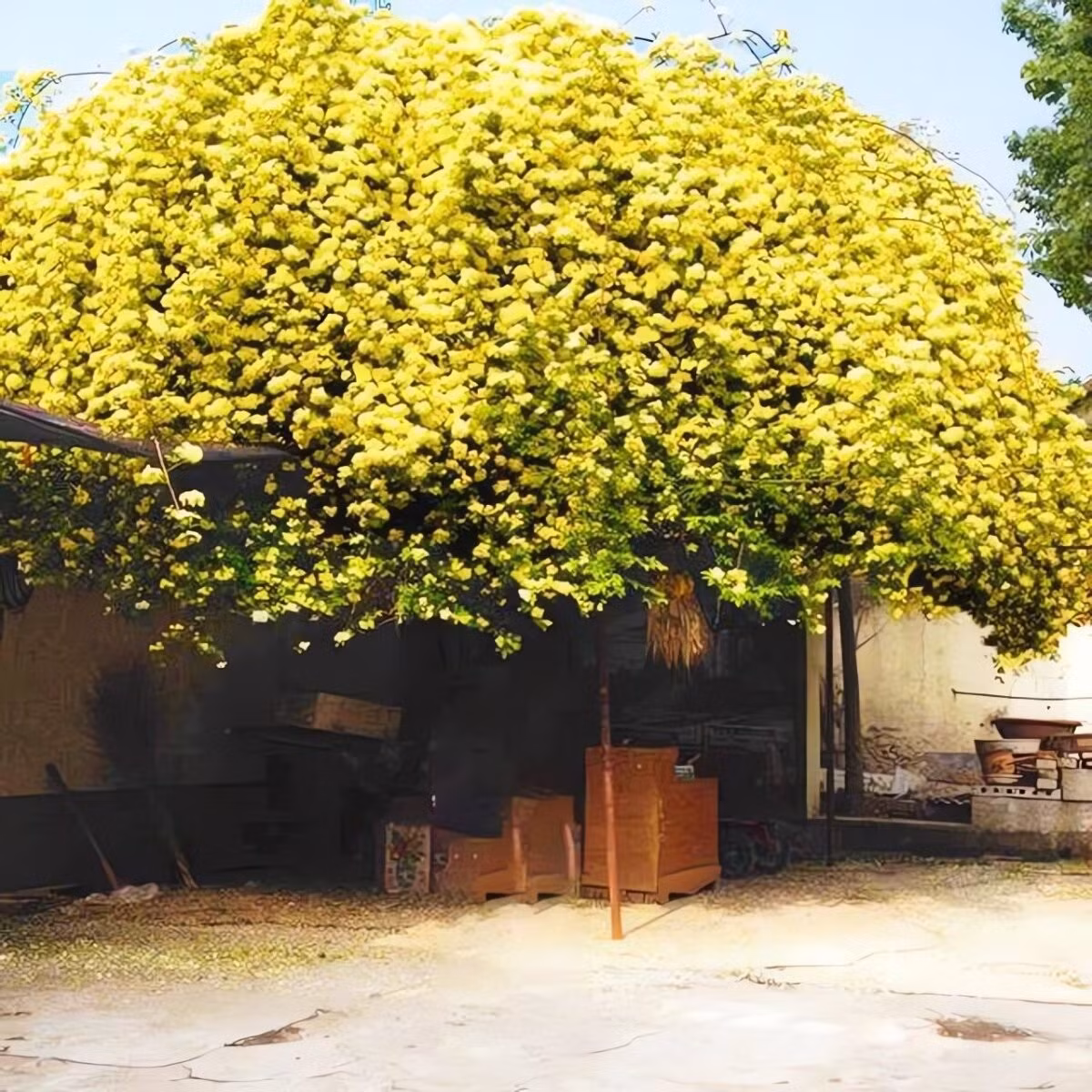 Tre trúc cũng có nguy cơ gãy đổ khi bão lớn, gây nguy hiểm. Chúng còn thu hút côn trùng như sâu róm, rệp tre bò vào nhà. Vì vậy, người xưa thường trồng tre cách cửa nhà 10–20m để vừa đẹp vừa an toàn.