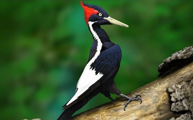  Phân bố gần như toàn cầu, nhiều loài có ở Việt Nam. Họ Picidae gồm hơn 200 loài, phân bố khắp châu Âu, châu Á, châu Phi và châu Mỹ, chỉ vắng mặt ở Australia và vùng cực. Sự đa dạng này phản ánh khả năng thích nghi cao của nhóm chim. Ảnh: Pinterest.