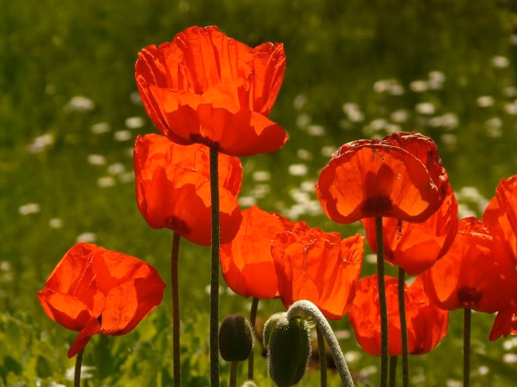  Có vòng đời ngắn nhưng nở rực rỡ. Mỗi bông hoa anh túc đỏ thường chỉ tồn tại trong thời gian ngắn, nhưng khi nở, chúng tạo nên những thảm hoa rực rỡ trải dài. Sự tương phản giữa vẻ đẹp và tính ngắn ngủi này khiến loài hoa mang ý nghĩa biểu tượng sâu sắc. Ảnh: picryl.com.
