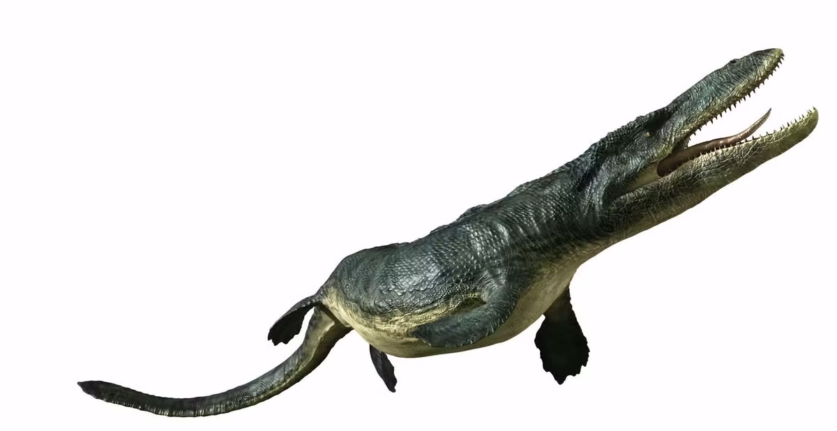  1. Thành viên nổi bật của họ Mosasauridae. Tylosaurus thuộc họ thằn lằn biển Mosasauridae, là một trong những loài săn mồi đỉnh cao của đại dương cổ đại. Ảnh: Pinterest.