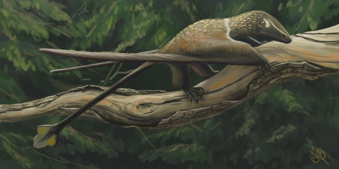  Đôi mắt lớn thích nghi với hoạt động ban đêm. Kích thước hốc mắt cho thấy Jeholopterus có thị lực tốt trong điều kiện ánh sáng yếu, nhiều khả năng là loài săn mồi về đêm hoặc lúc chạng vạng. Ảnh: Pinterest.