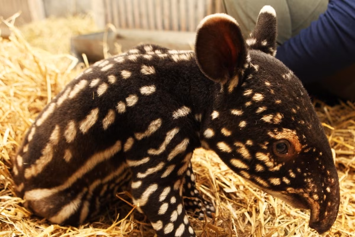  Con non có bộ lông đốm sọc. Khác với màu đen trắng của lợn vòi trưởng thành, lợn vòi con có hoa văn nâu sẫm xen kẽ sọc vàng để ngụy trang trong rừng. Ảnh: Pinterest.
