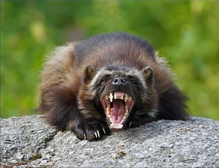  Biệt danh “ác quỷ phương Bắc”. Với tính hung hăng, dũng mãnh và khả năng chống trả dai dẳng, chúng được người dân địa phương đặt biệt danh đáng sợ này. Ảnh: Pinterest.